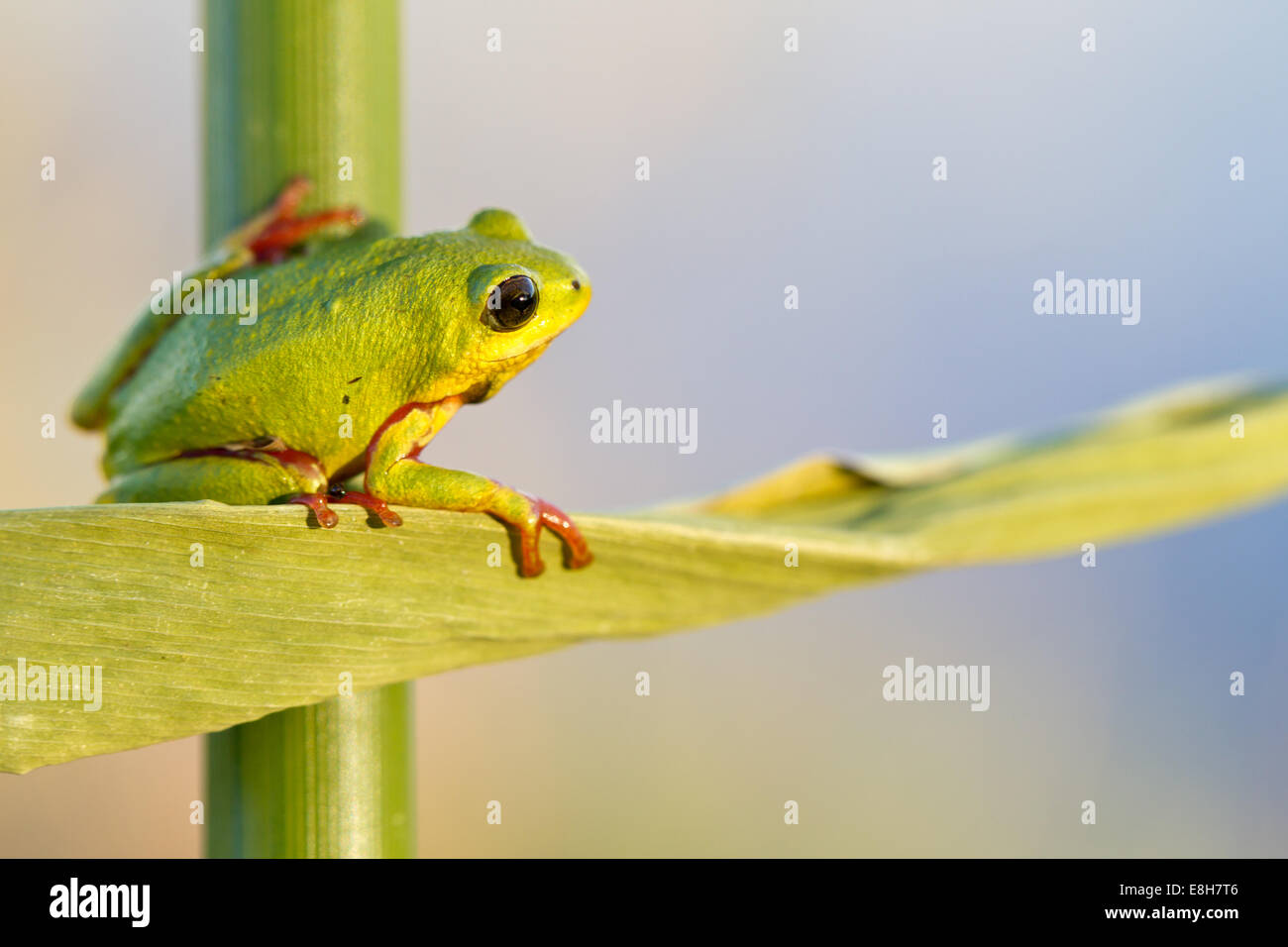 Ein Reed-Frosch sitzt im Schilf der Bangweulu Feuchtgebiete, Sambia Stockfoto