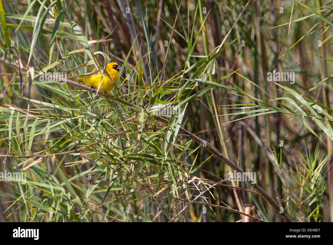 Ein Dorf Weber sitzt auf dem Schilf Bangweulu Feuchtgebiete Stockfoto