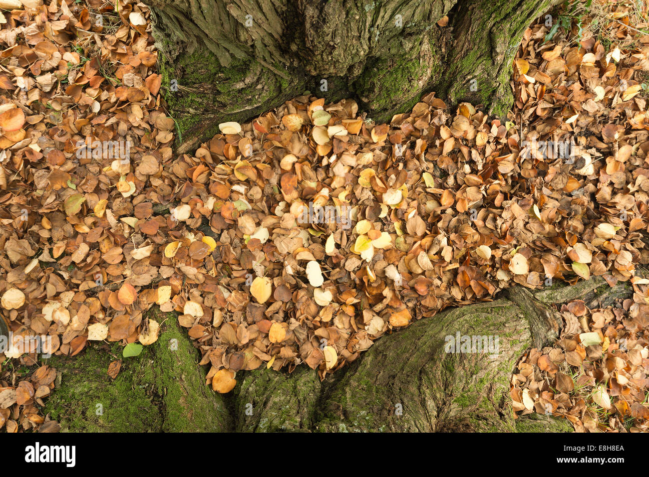 Zarte Farben golden yellow orange Katsura Baum Cercidiphyllum Japonicum glasierter Apfelbaum oder japanische Judas-Baum Herbst Stockfoto