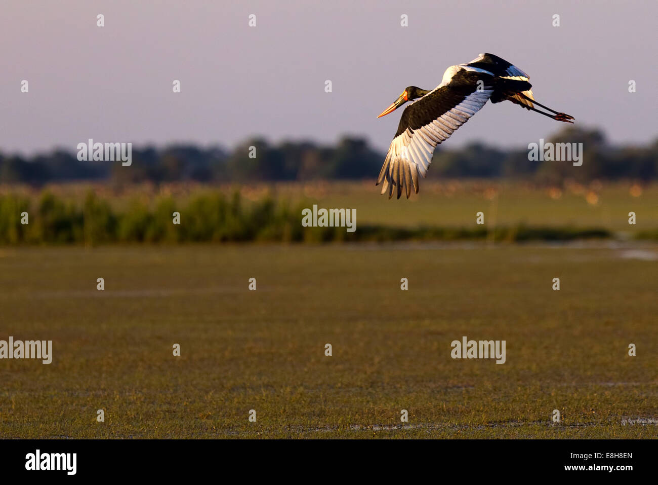 Sattel – abgerechnet Storch in Sambia vor Sonnenaufgang Himmel fliegen Stockfoto