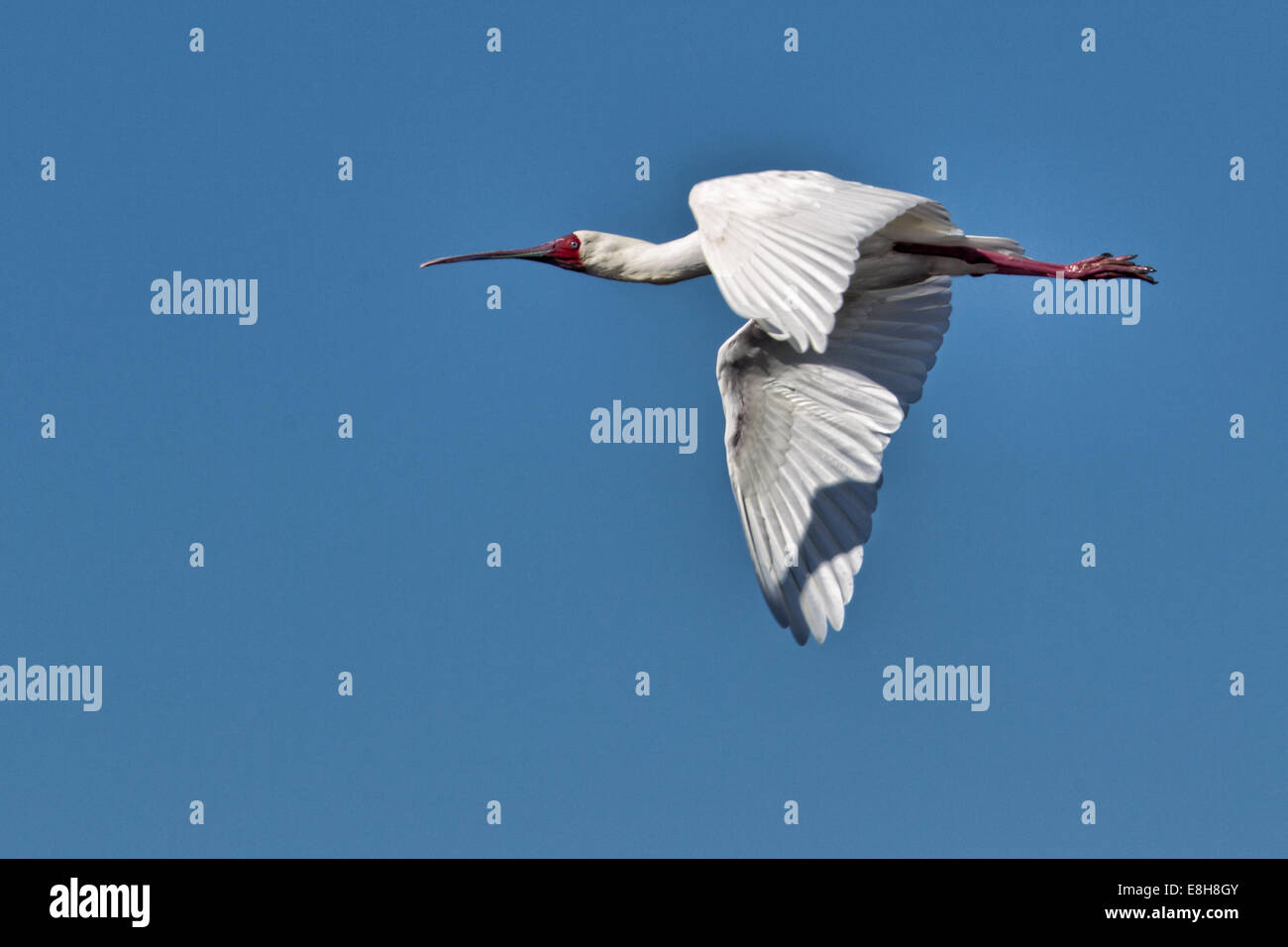 Afrikanischer Löffler in Sambia vor einem blauen Himmel fliegen Stockfoto