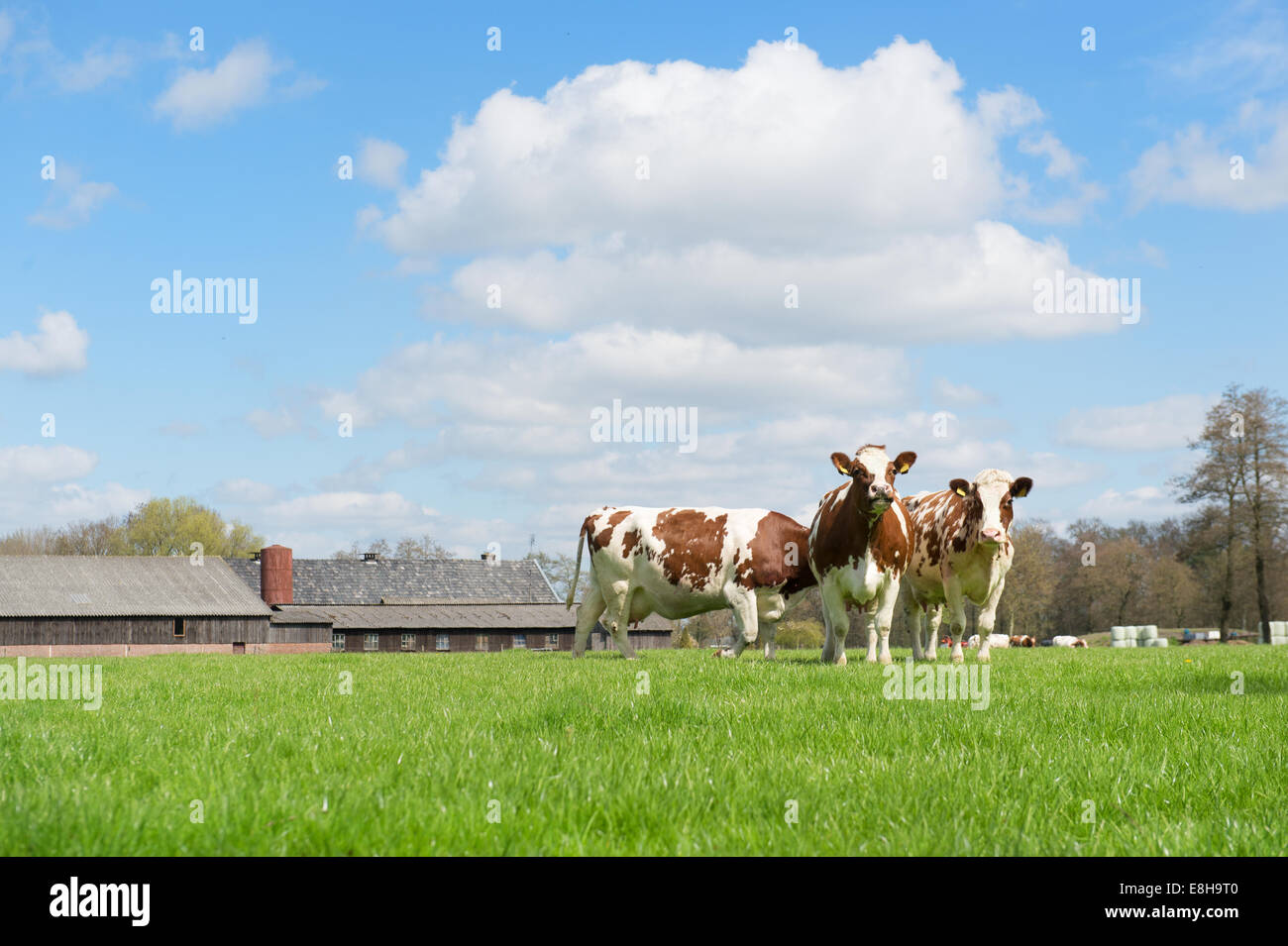 Braune und weiße Kühe in holländische Landschaft Stockfoto