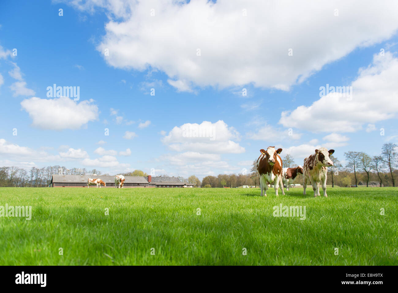 Braune und weiße Kühe in holländische Landschaft Stockfoto