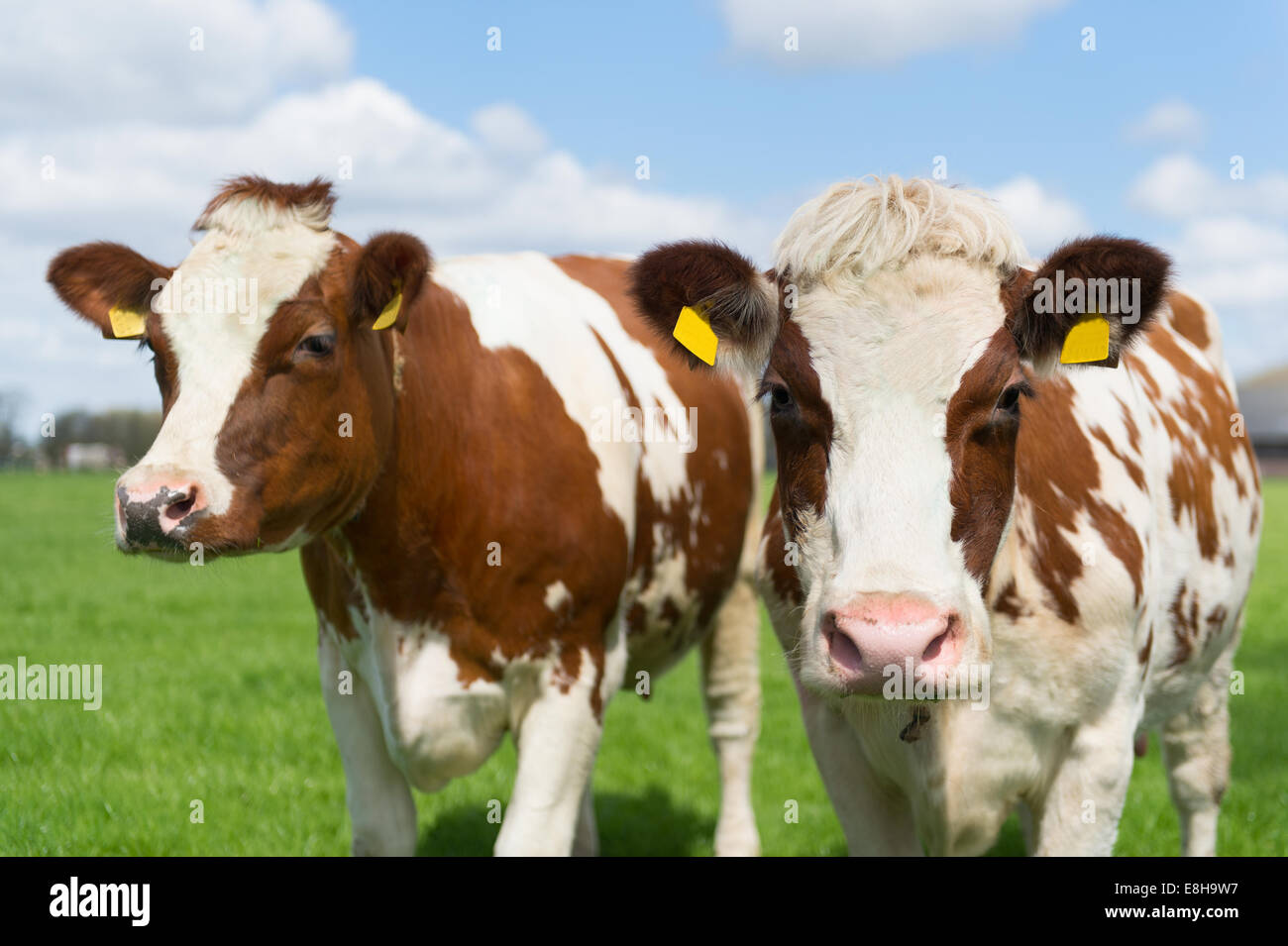 Braune und weiße Kühe in holländische Landschaft Stockfoto