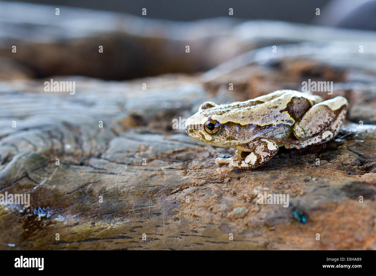 Ein Reed-Frosch sitzt auf einem glatten Stück Holz neben einem Feuchtgebiet in Sambia Stockfoto