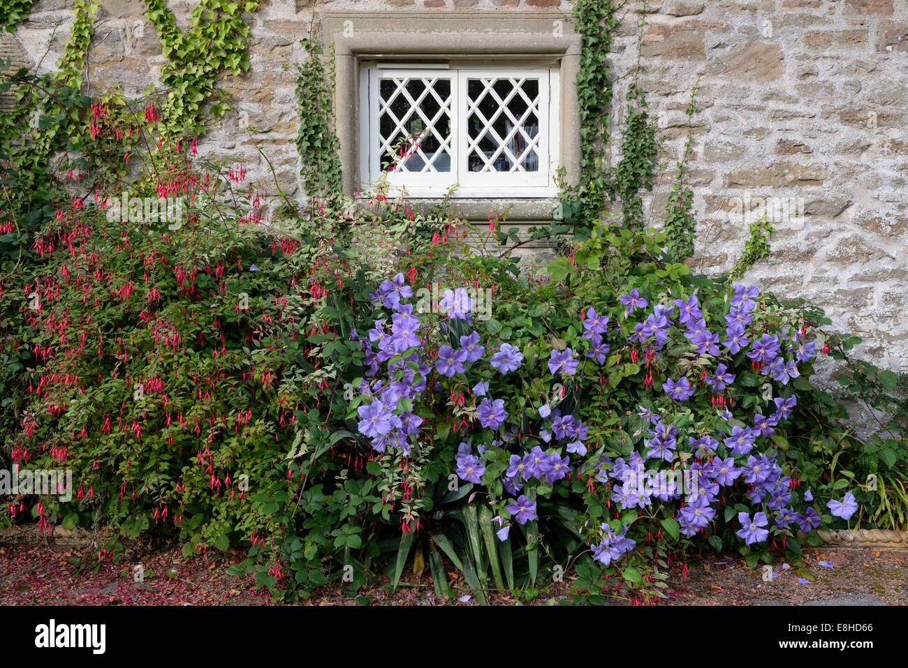 Einen kleinen vergitterten Fenster blickt auf eine Efeu ummauerten Garten  mit Clematis und winterharte Fuchsie in Ayrshire, Schottland, UK  Stockfotografie - Alamy