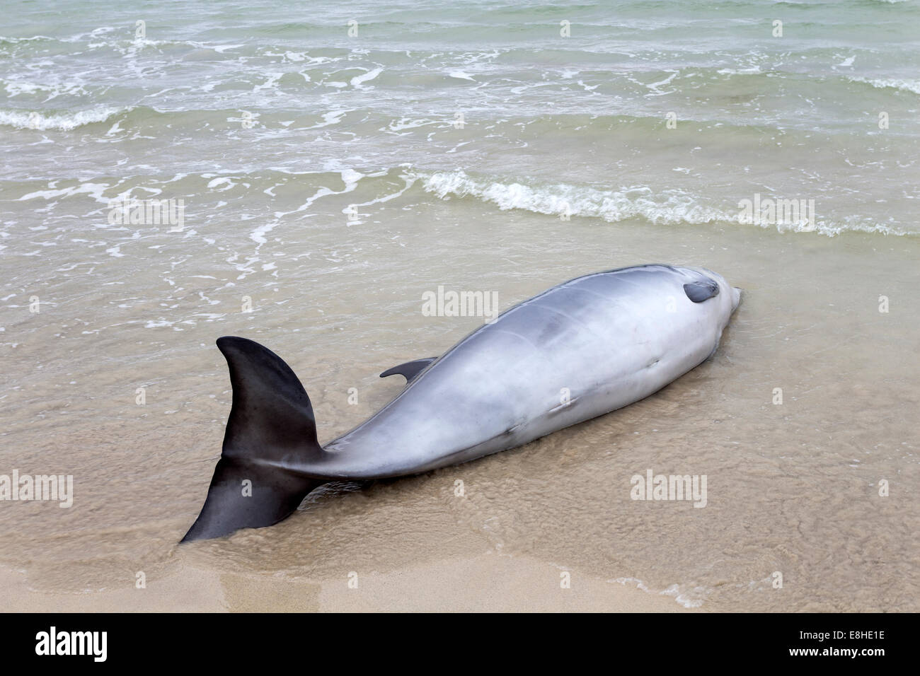Toter Delphin gefunden angespült am Strand von Balnakeil Bay in der Nähe von Durness Sutherland Scotland UK Stockfoto