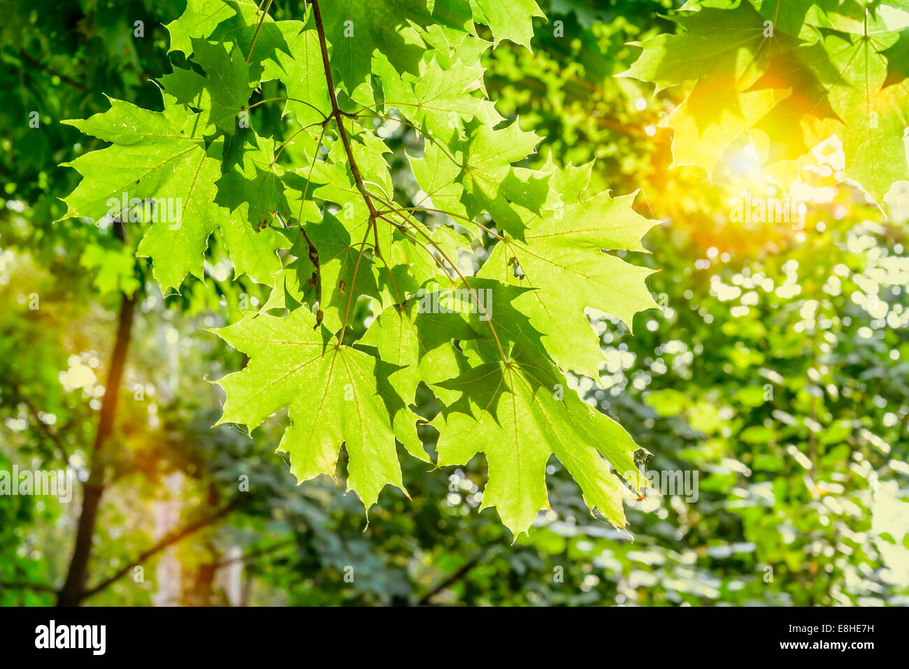 Die warme Sonne beleuchtet die Ahornblätter durch die Äste im Herbst Stockfoto