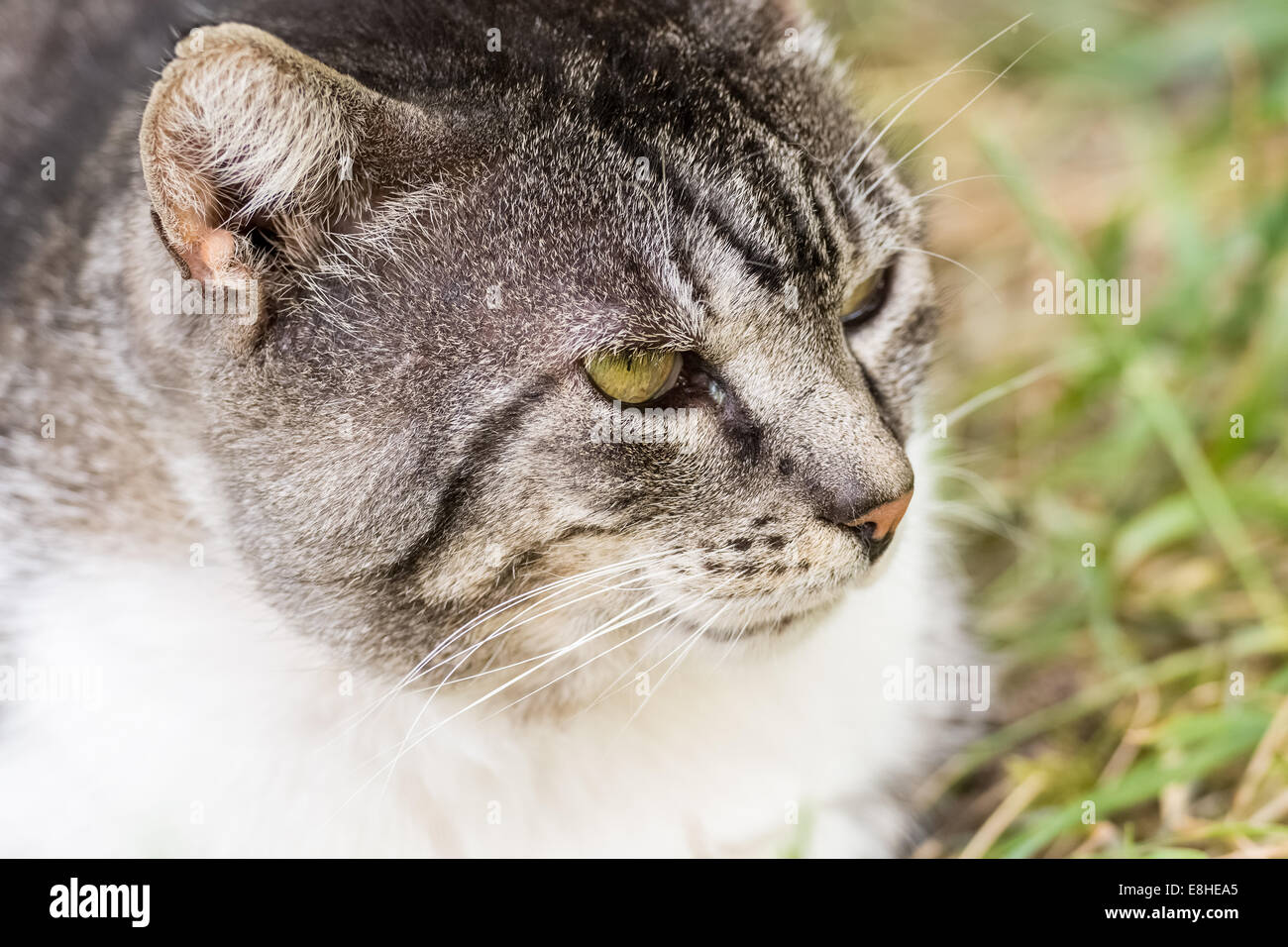 Mürrische Katze Portrait Stockfoto