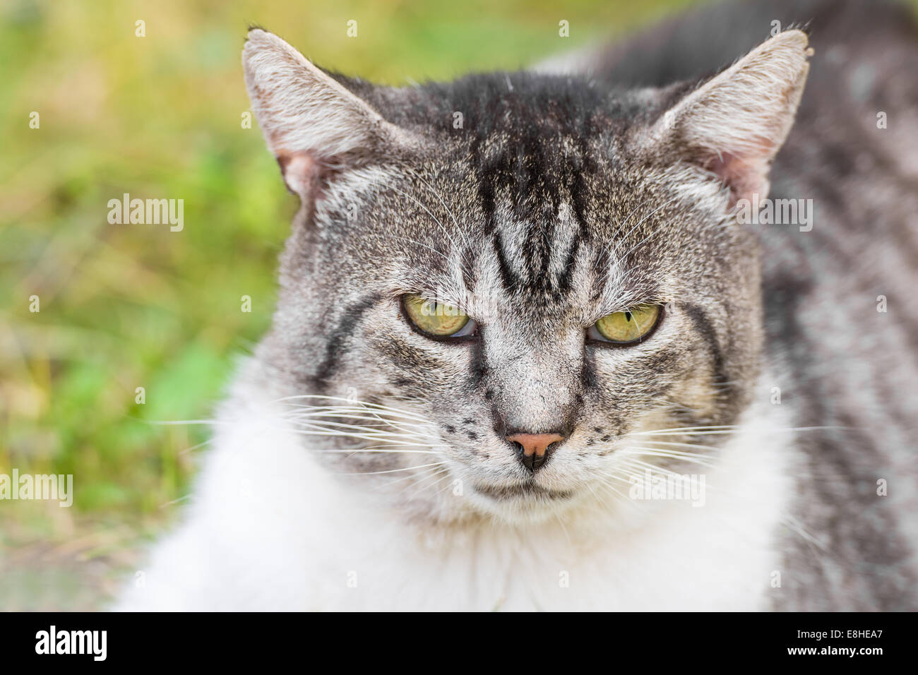Mürrische Katze Portrait Stockfoto