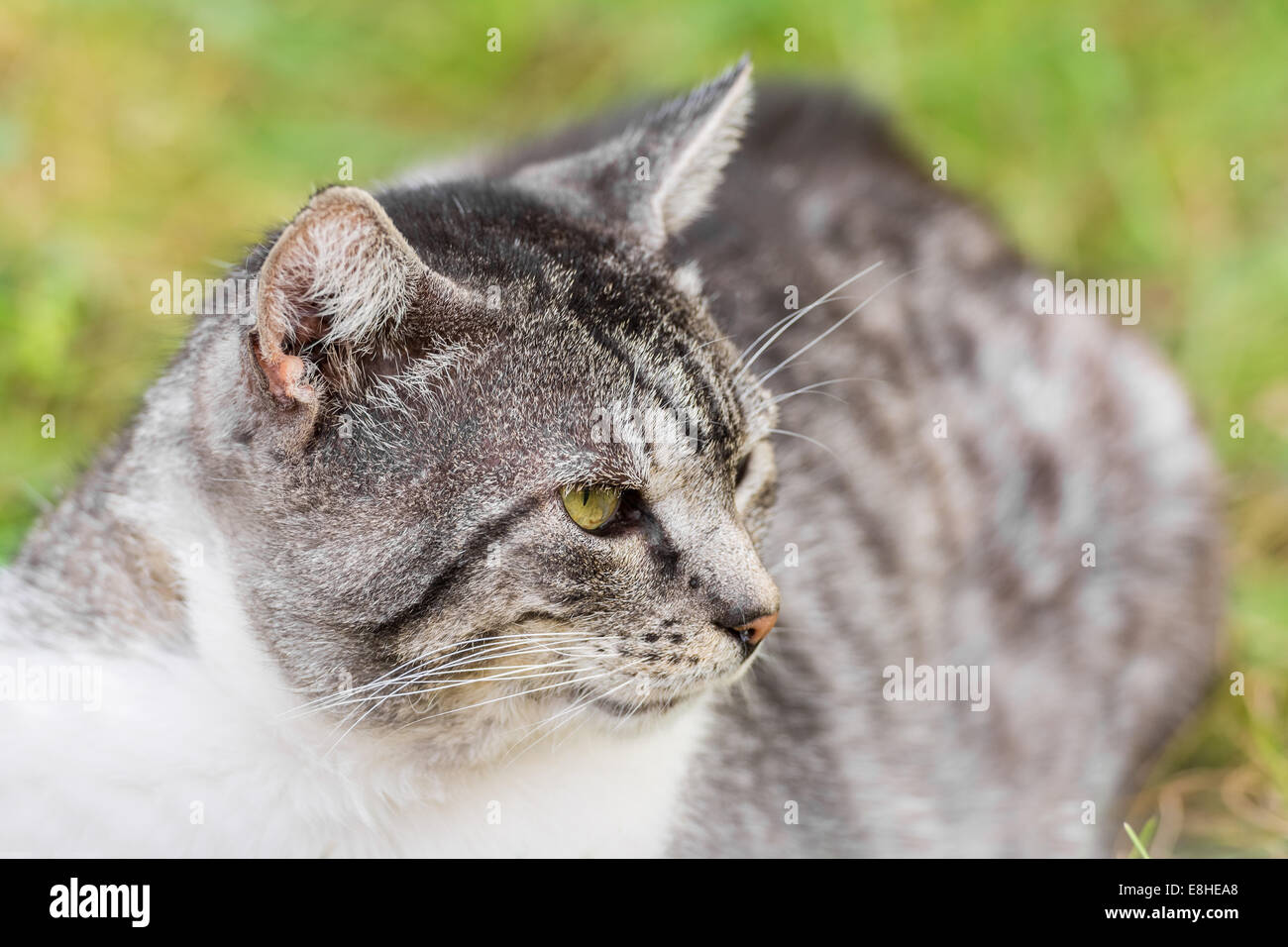 Mürrische Katze Portrait Stockfoto