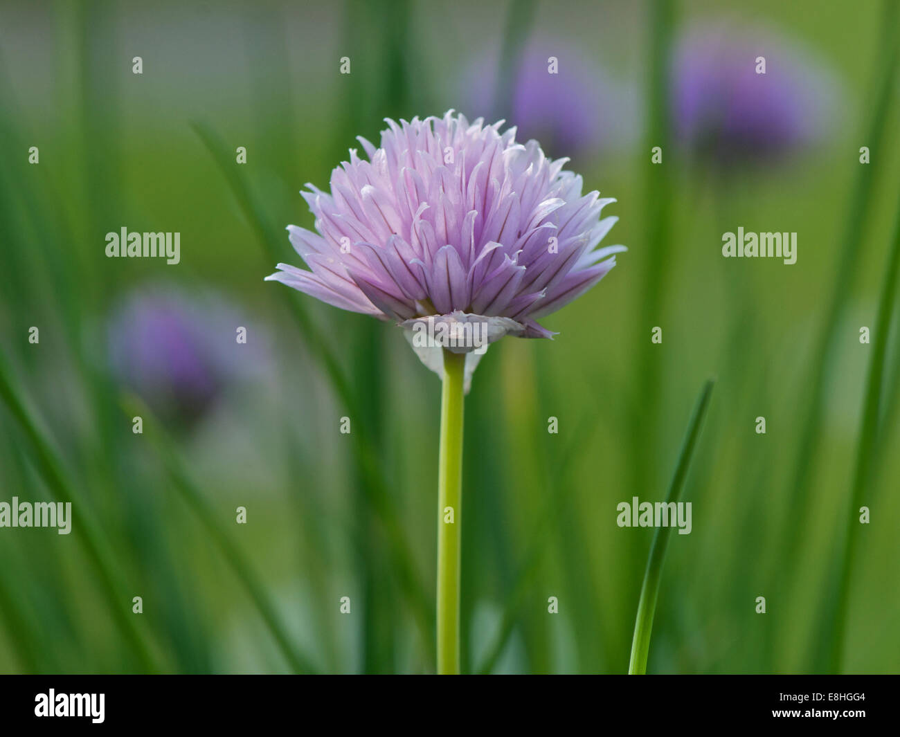 Allium Schoenoprasum oder Schnittlauch, einzelne Blume. Stockfoto