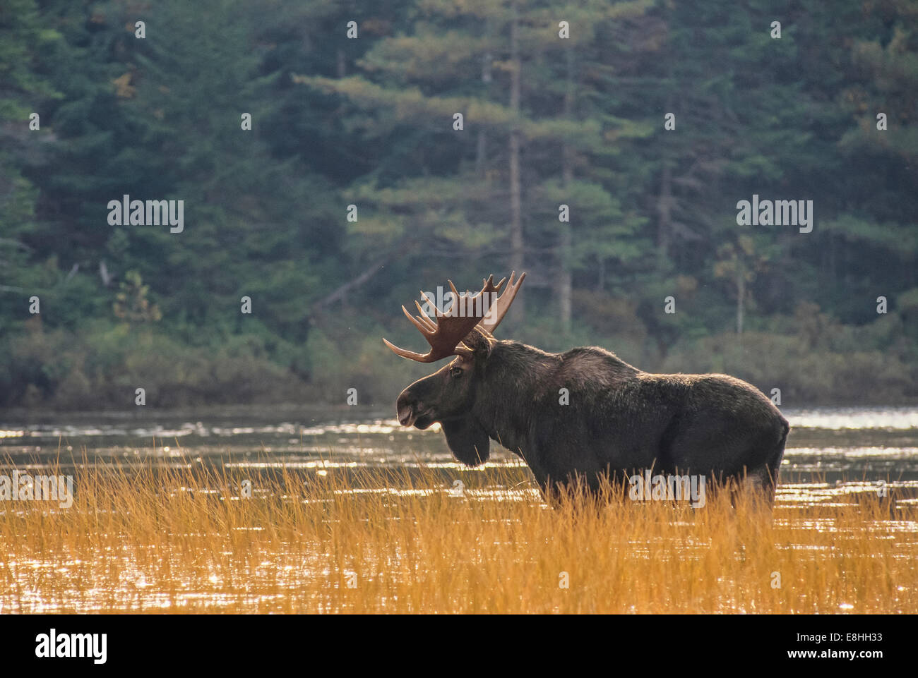 Reifen Sie Bull Moose in den Wäldern von Maine Stockfoto