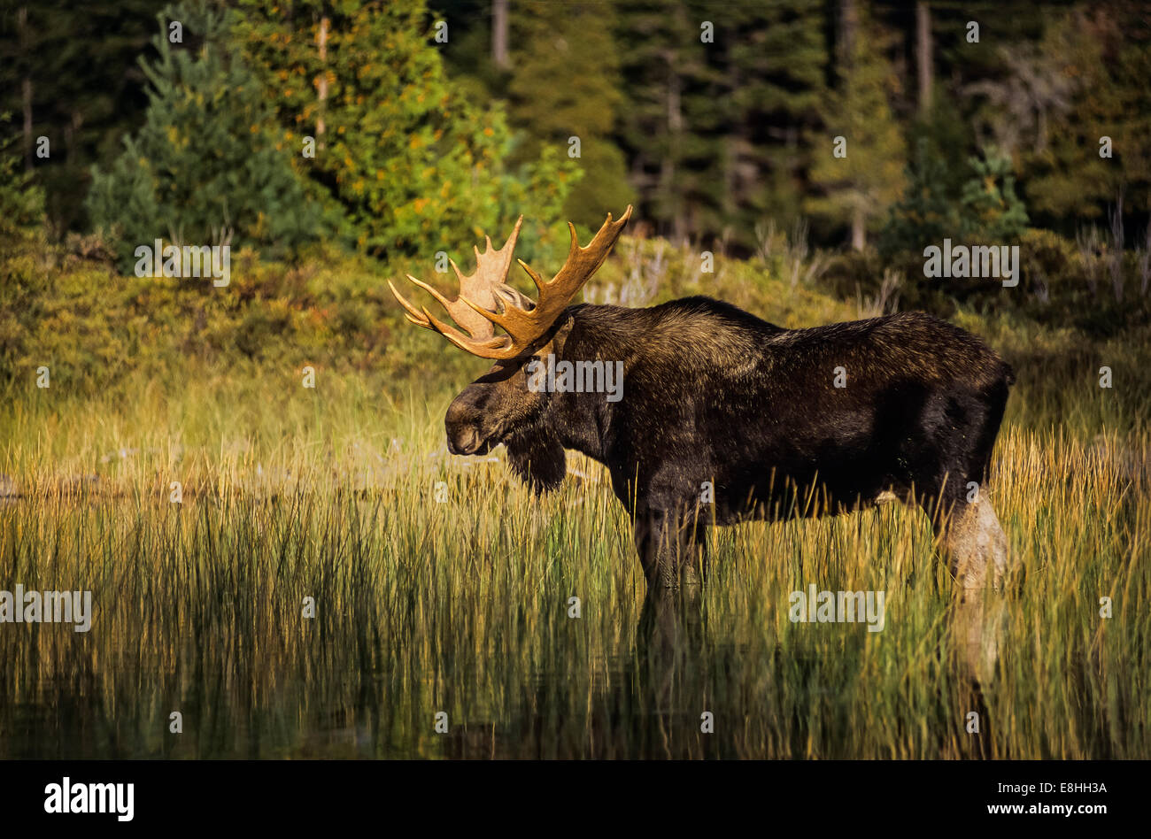 Reifen Sie Bull Moose in den Wäldern von Maine Stockfoto