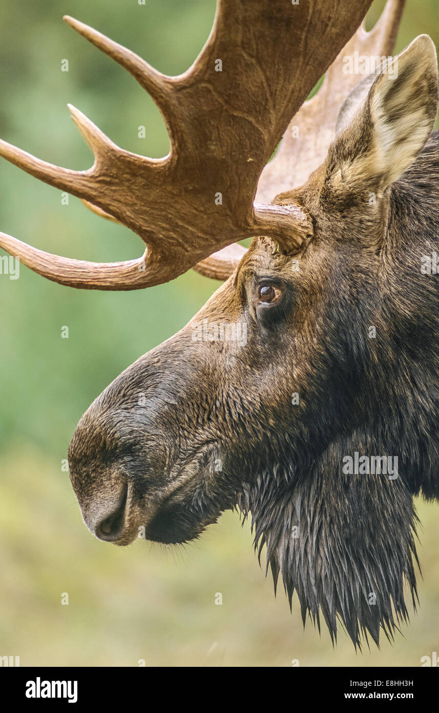 Reifen Sie Bull Moose in den Wäldern von Maine Stockfoto