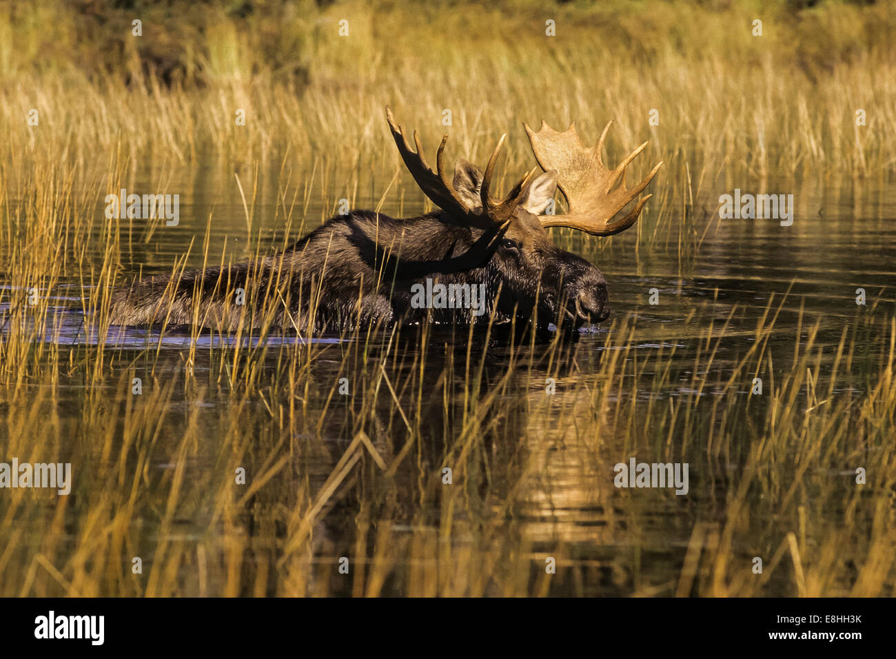Reifen Sie Bull Moose in den Wäldern von Maine Stockfoto