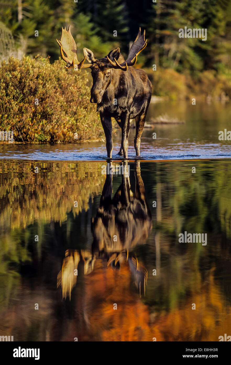 Reifen Sie Bull Moose in den Wäldern von Maine Stockfoto