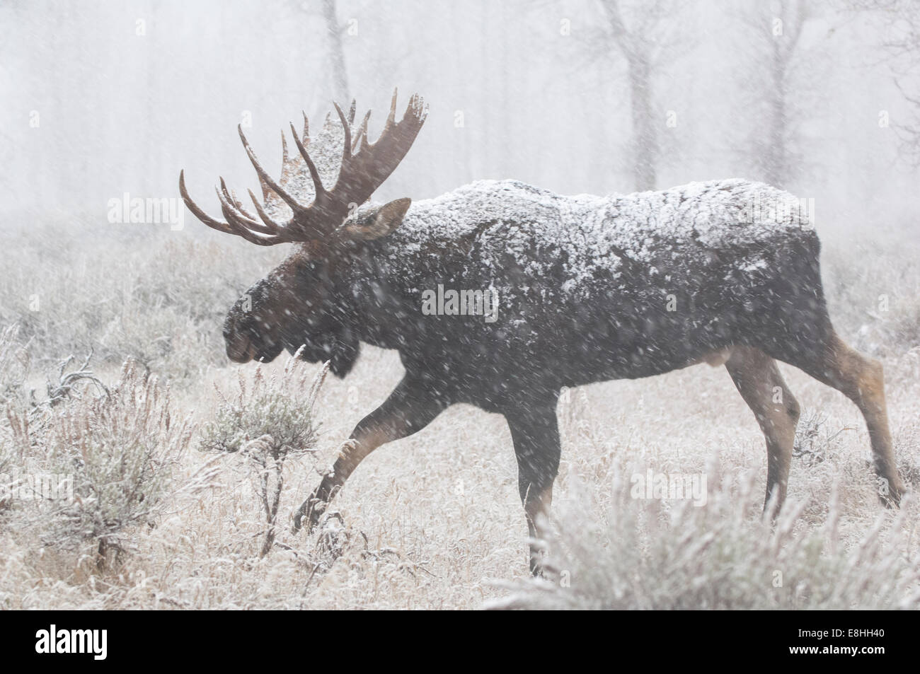 Reifen Bull Moose in einem Schneesturm Stockfoto