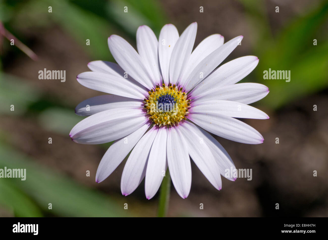 Osteospermum Herbers Lady Leitrim Stockfoto