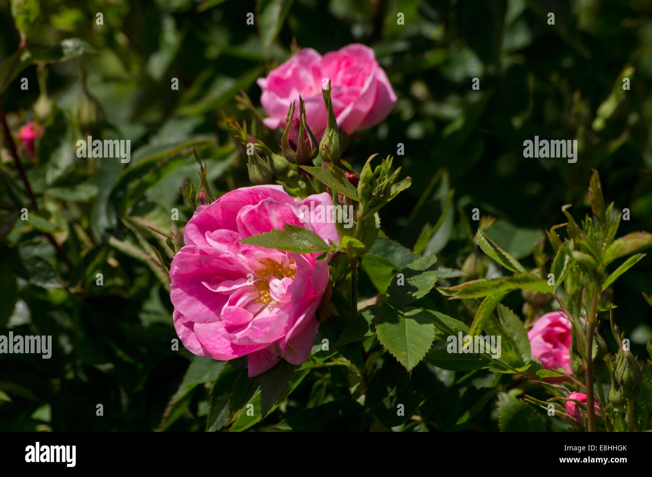 Rose William Baffin Stockfoto