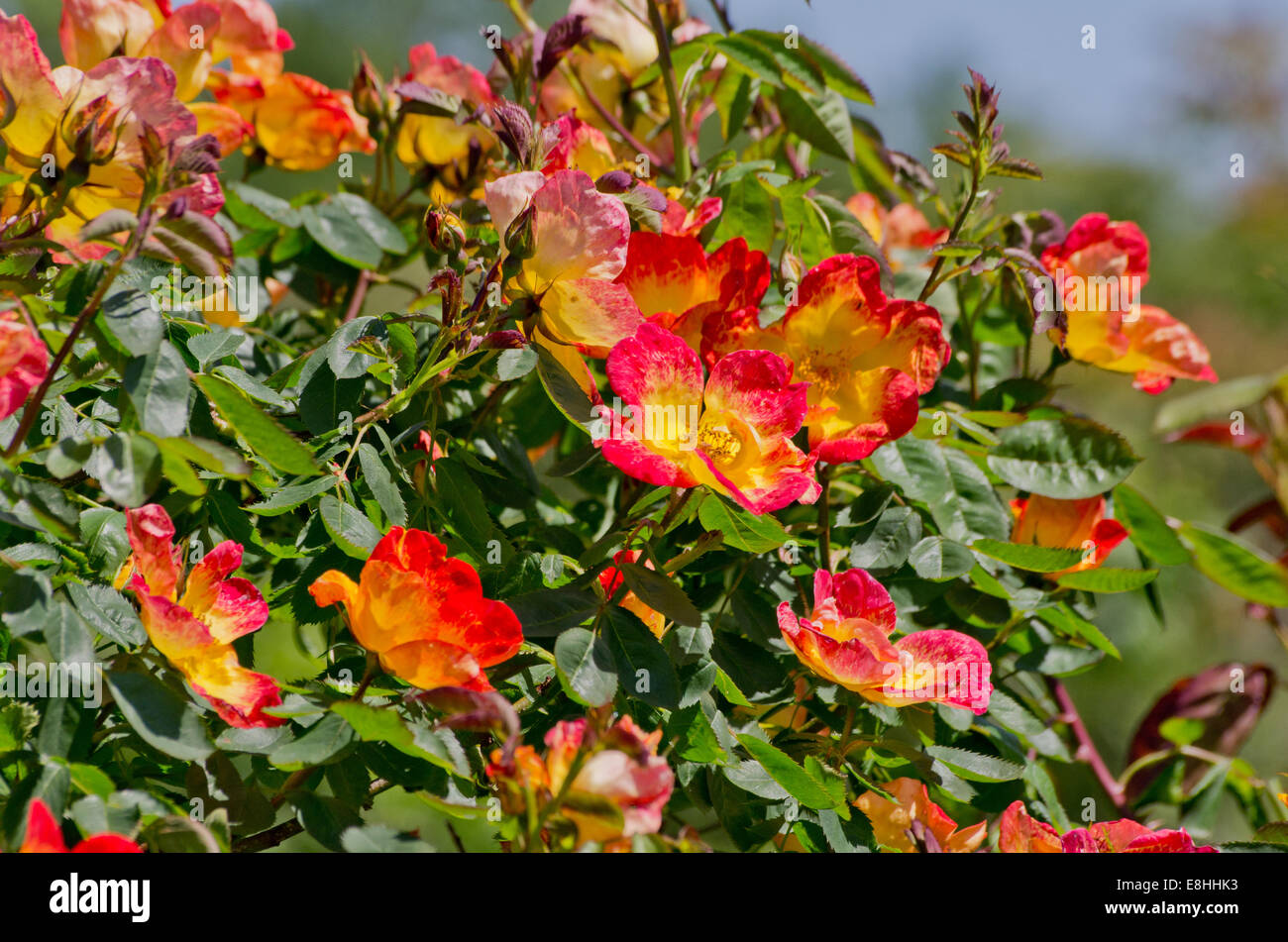 Rose Zapfenstreich Dijoner Stockfoto