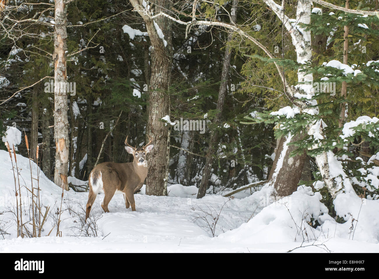 Weiß - angebundene Rotwild (Odocoileus Virginianus) buck im Winter.  Acadia Nationalpark in Maine, USA. Stockfoto