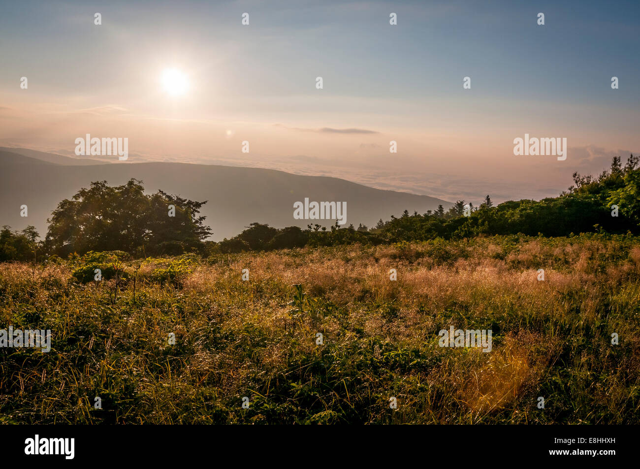 Morgensonne über Tau bedeckt Gräser auf Grassy Ridge auf Roan Mt., North Carolina.The Höhepunkt im Bereich von Roan-Unaka. Stockfoto