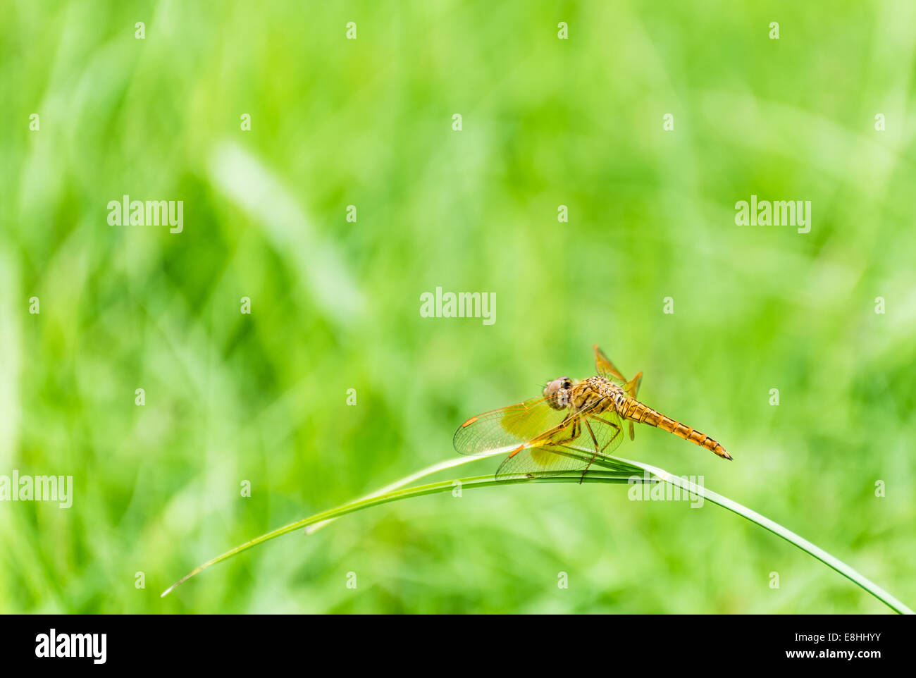 Dragonfly tierischen Natur Goldgrund Stockfoto