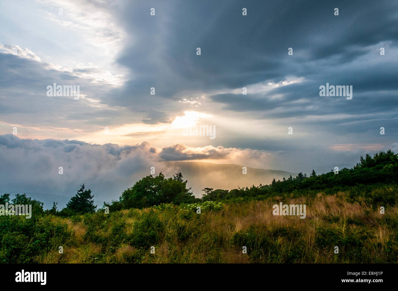 Einen Sommer Sonnenaufgang Blick vom Gassy Ridge Glatze auf Roan Mountain im Pisgah National Forest, North Carolina, USA. Stockfoto