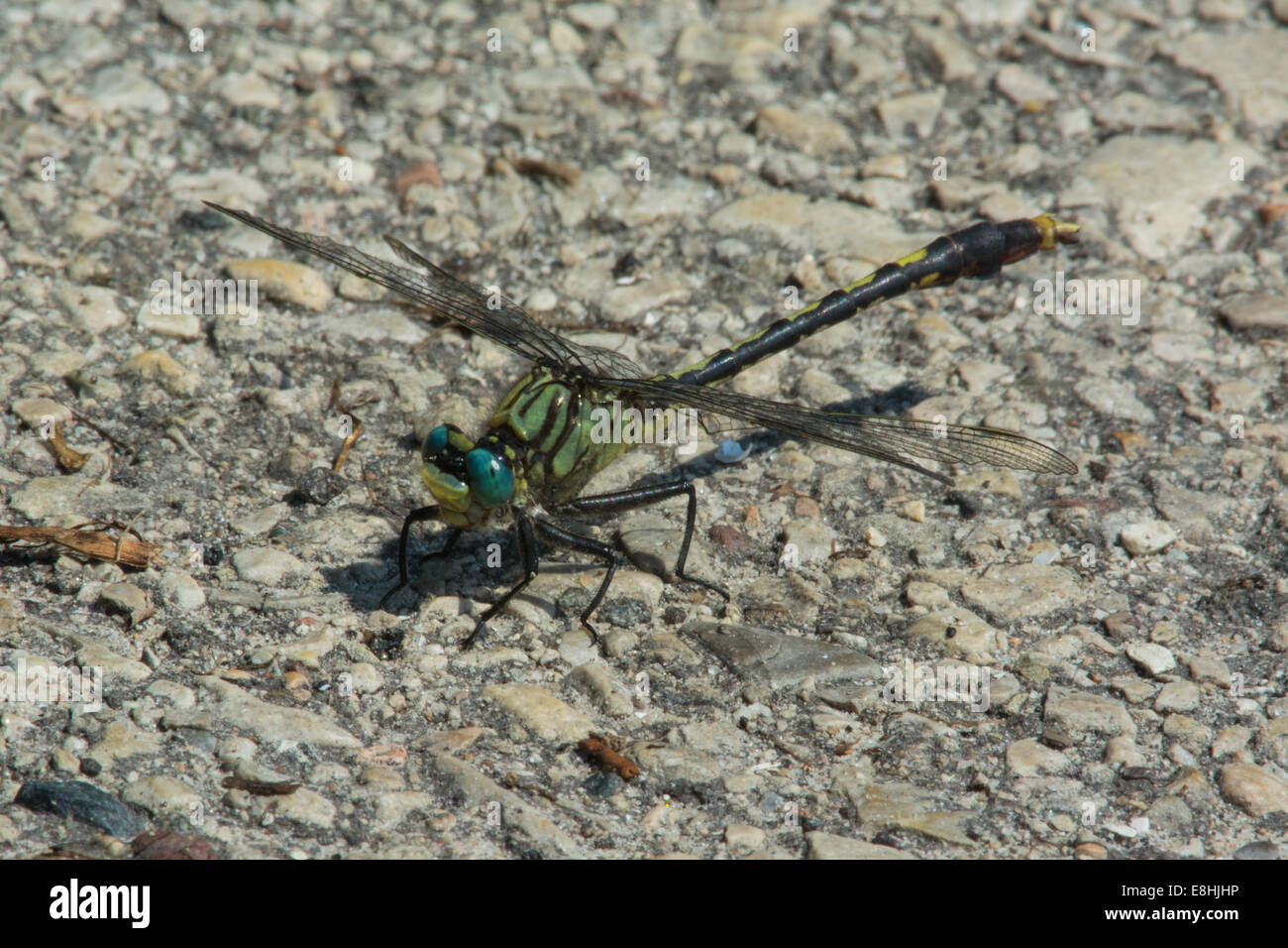 Einhorn Clubtail thront auf Asphalt. Stockfoto