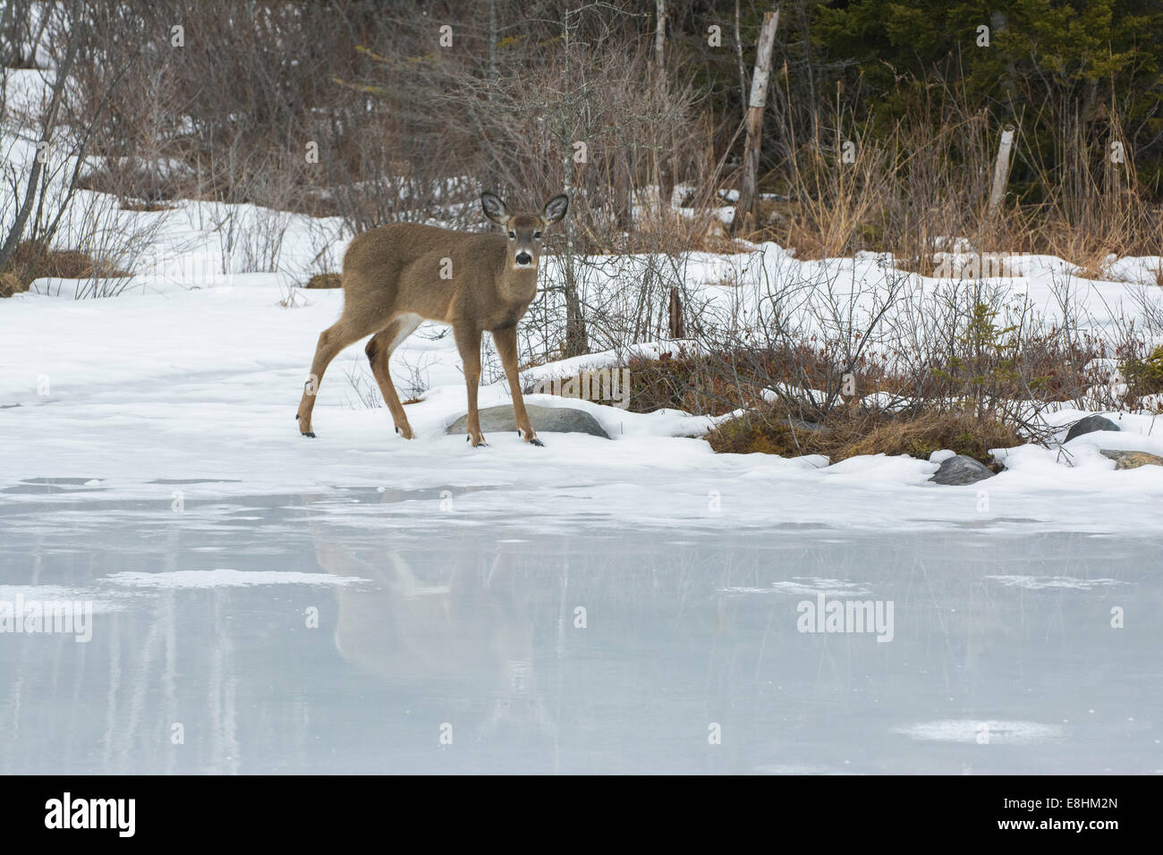 Weiß - angebundene Rotwild (Odocoileus Virginianus).  Acadia Nationalpark in Maine, USA. Stockfoto