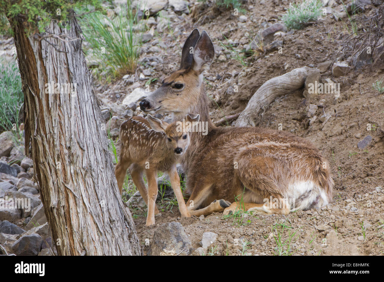 Mutter Reh mit Neugeborenen durch Yellowstone Wildnis wandern Stockfoto