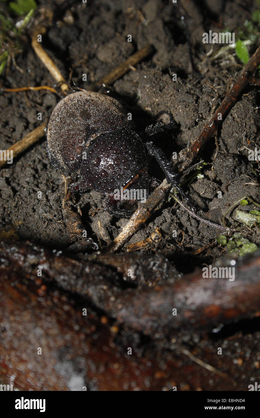 weibliche Rhino Käfer auf Schmutz Chalcosoma moellenkampi Stockfoto