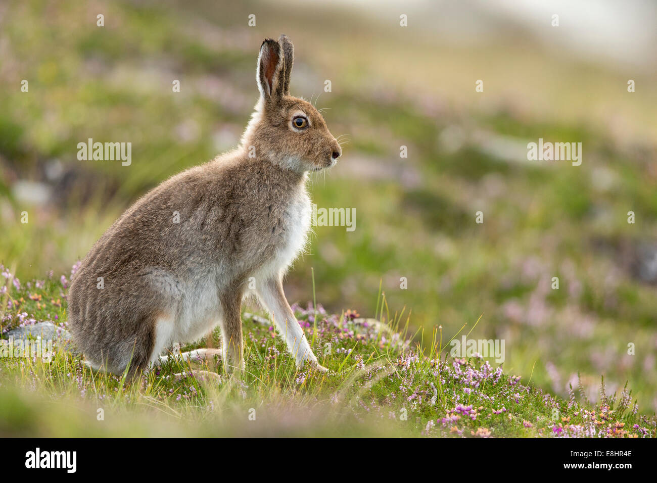 Schneehase (Lepus Timidus) im Sommer Fell auf Heidekraut moorland Stockfoto
