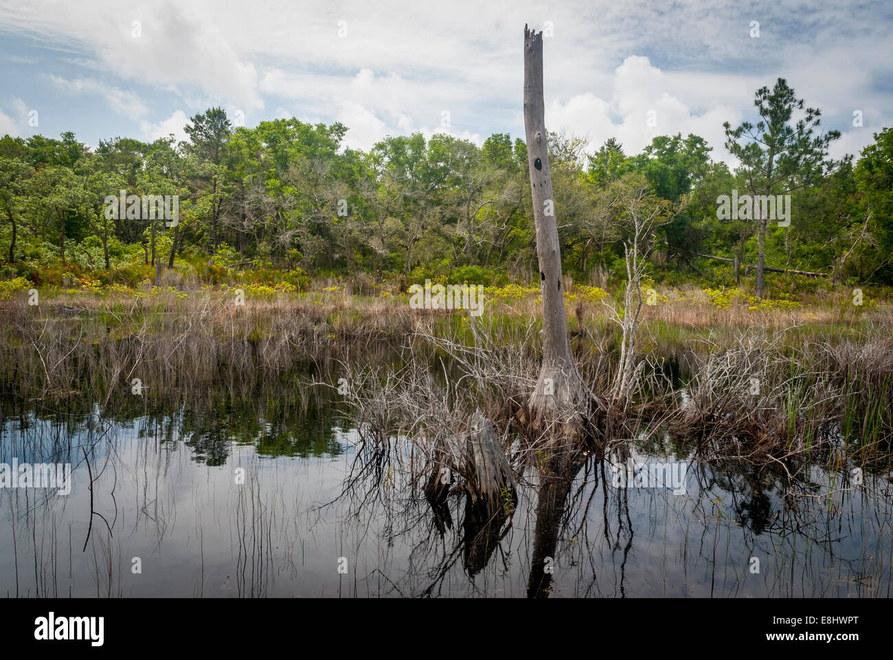 Boardwalk View; Süßwasser-Feuchtgebiet entlang Centennial Trail in Bon Secour National Wildlife Refuge in der Nähe von Gulf Shores, Alabama, USA. Stockfoto