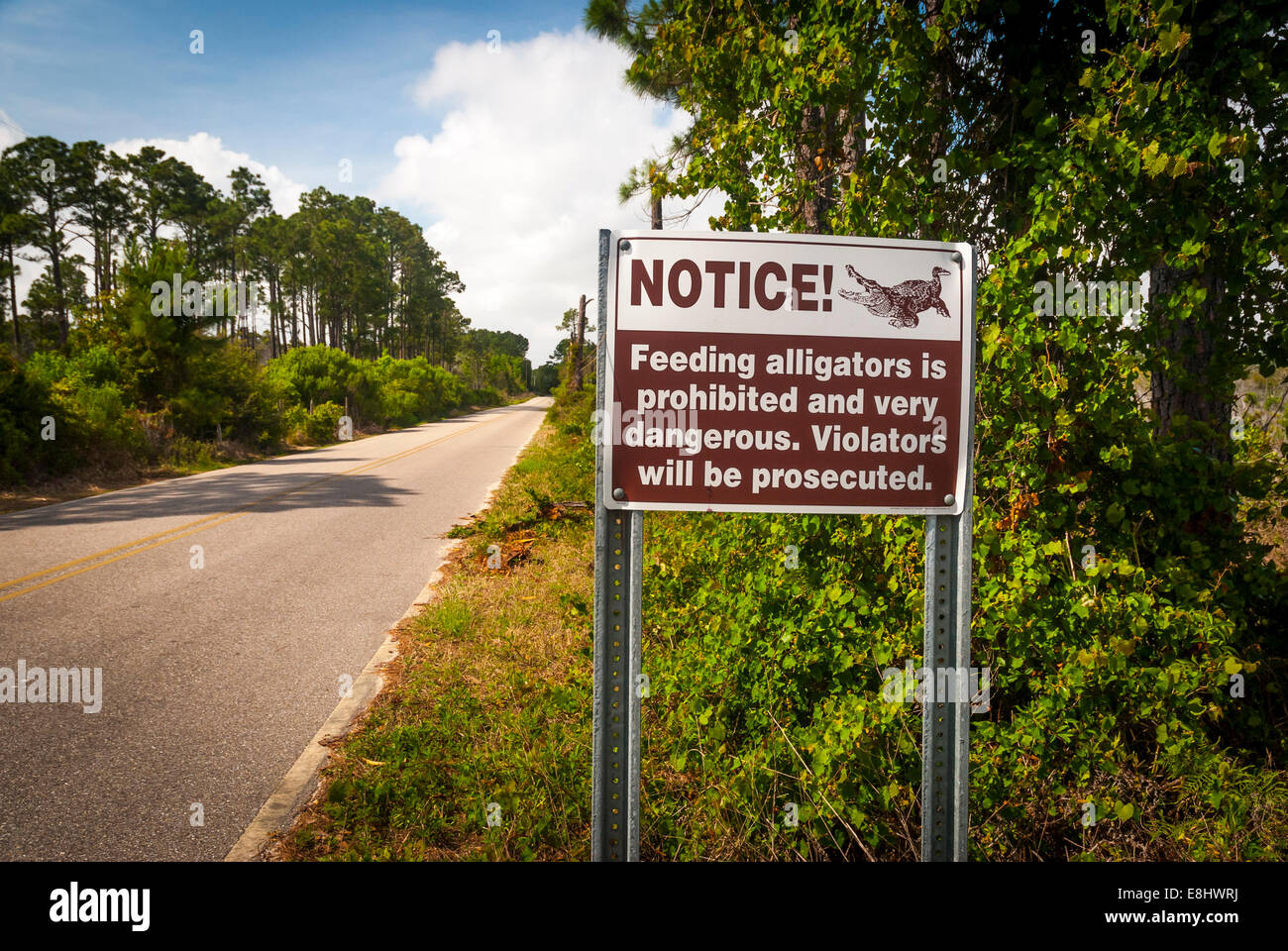Alligator-Warnschild am Straßenrand in Gulf State Park, Gulf Shores, Alabama, USA Stockfoto