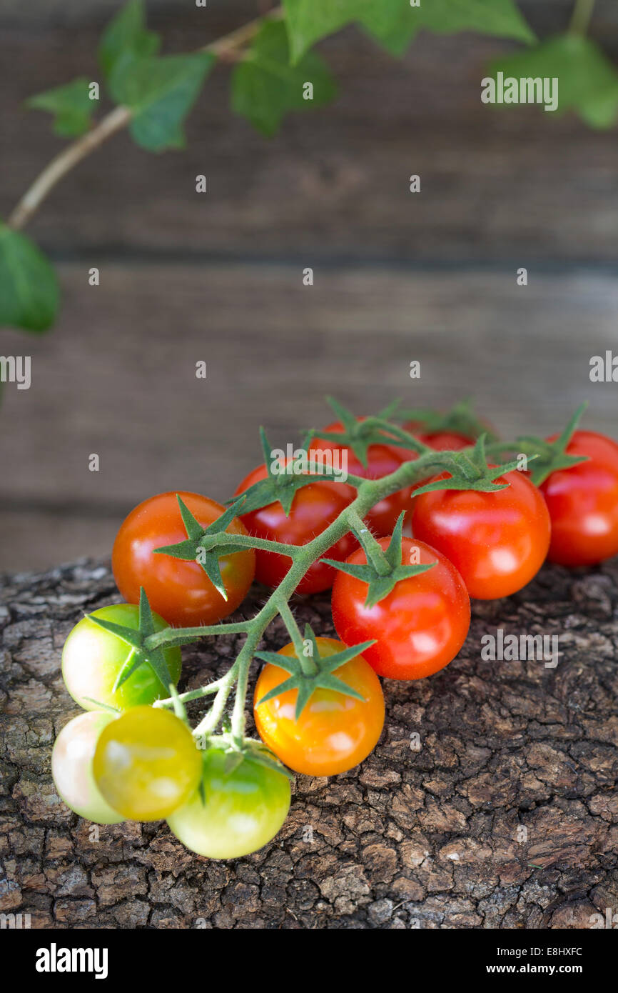 rote und grüne Kirschtomaten an Rebstöcken gegen Holz mit Efeu nachgestellte im Hintergrund Stockfoto