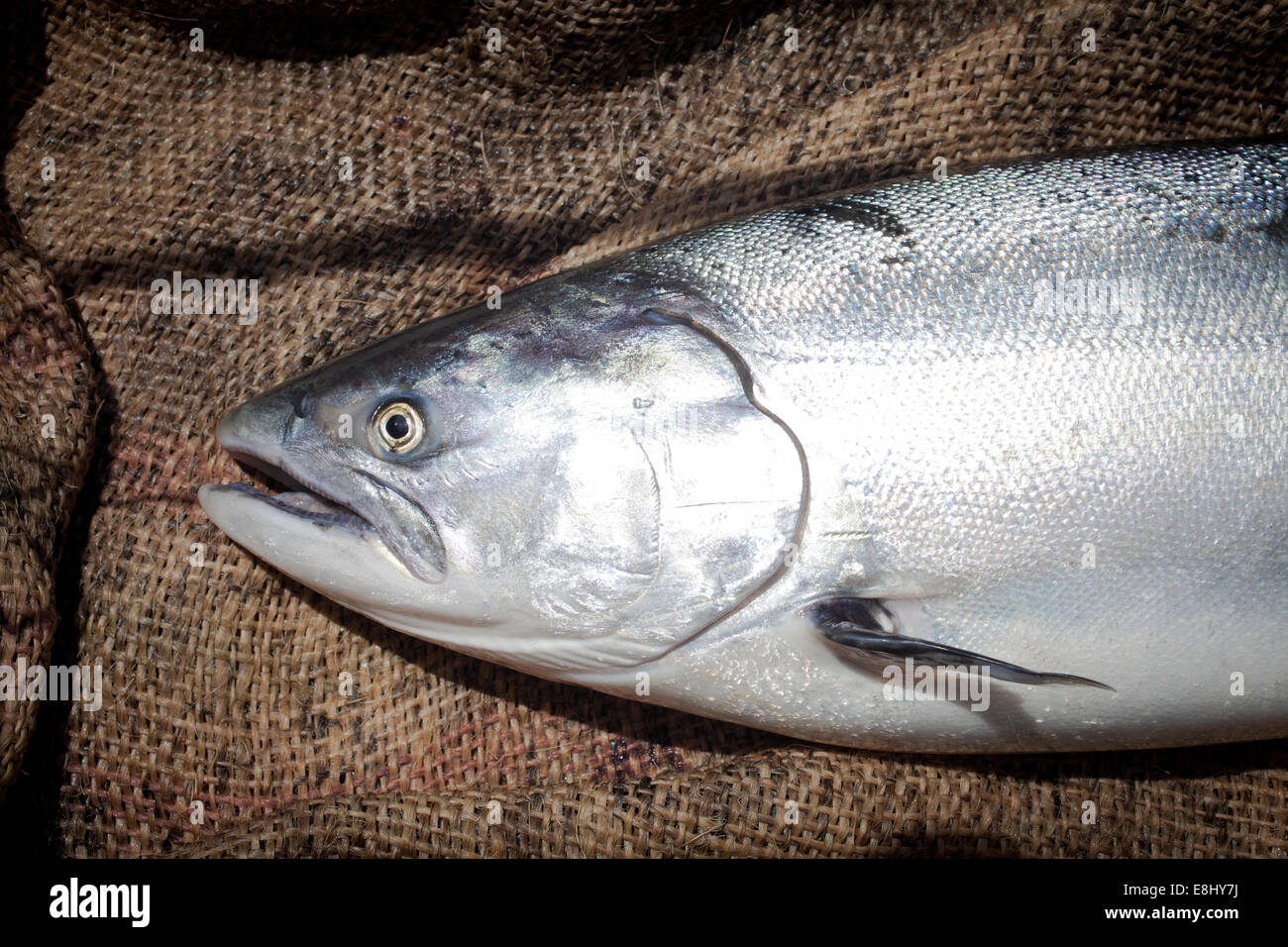 Fisch aus der Nähe - wilde Chinook Salmon (Oncorhynchus Tshawytscha), frisch auf meine Angelrute landete. Stockfoto