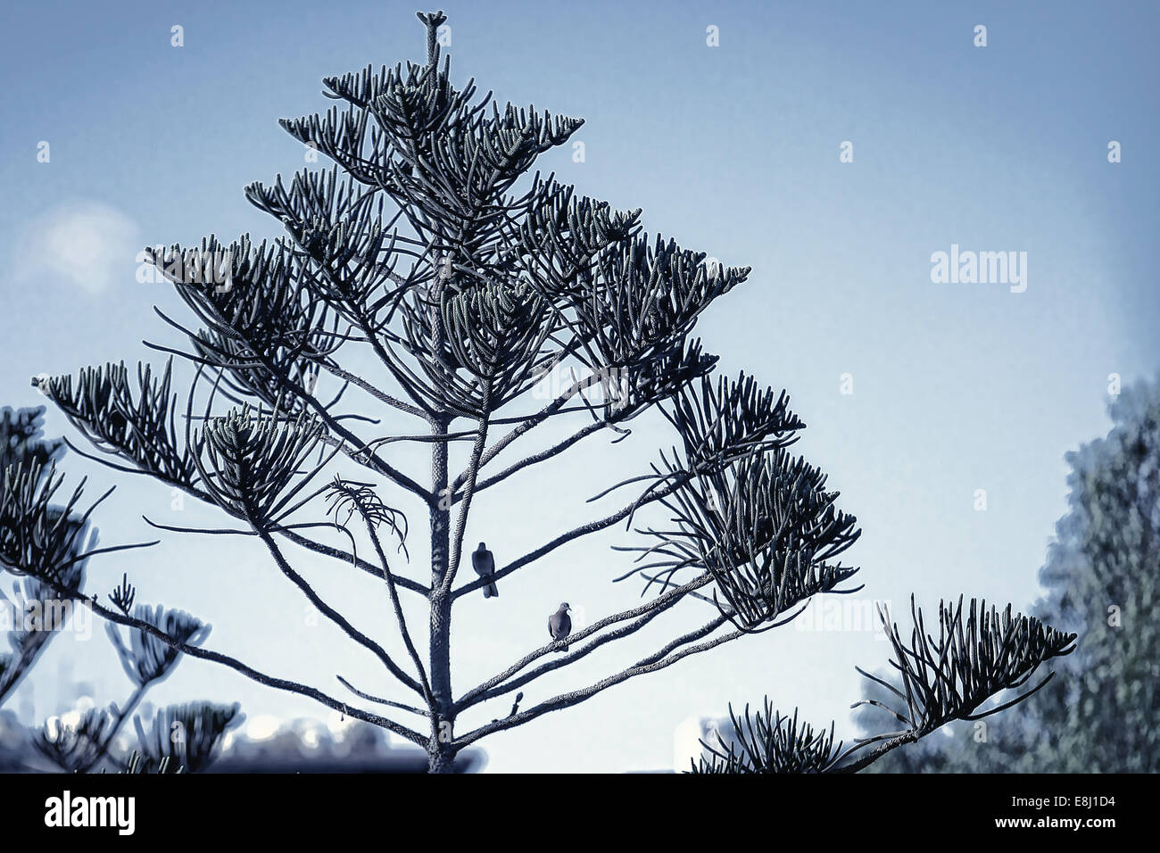 Zwei Vögel auf Baum - Stadt Port Said. Nördlich von Ägypten. Stockfoto