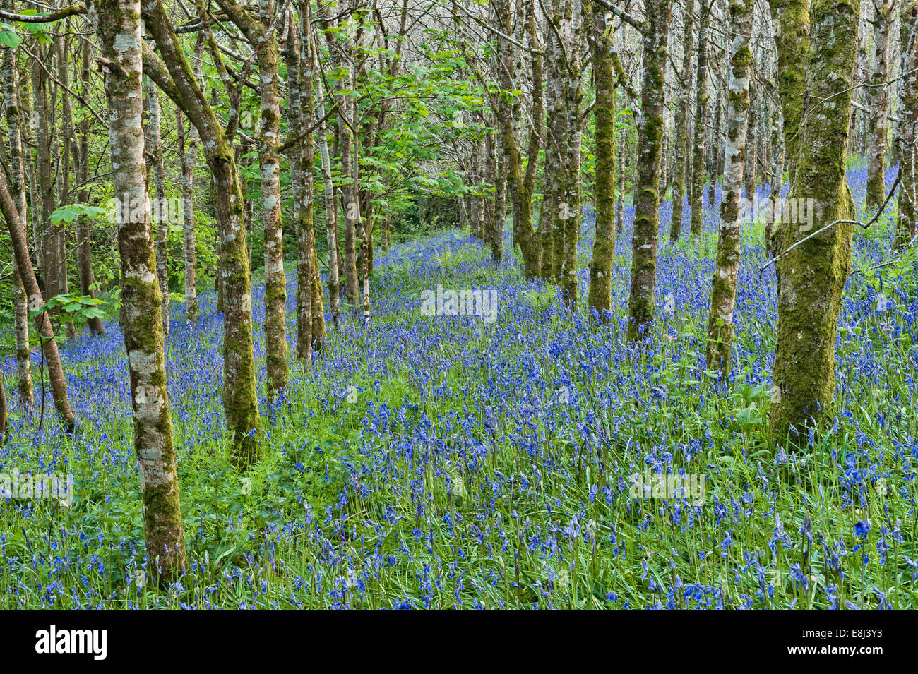 Silberne Birken stehen zwischen Blauflächen, die im Frühling blühen, auf dem Gelände des Trevarno Estate, Helston, Cornwall (jetzt für die Öffentlichkeit geschlossen) Stockfoto