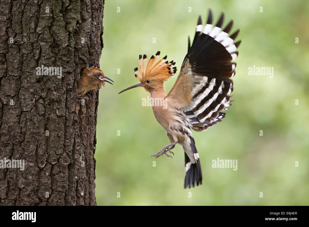 Wiedehopf (Upupa Epops), füttern die jungen, Sachsen, Deutschland Stockfoto