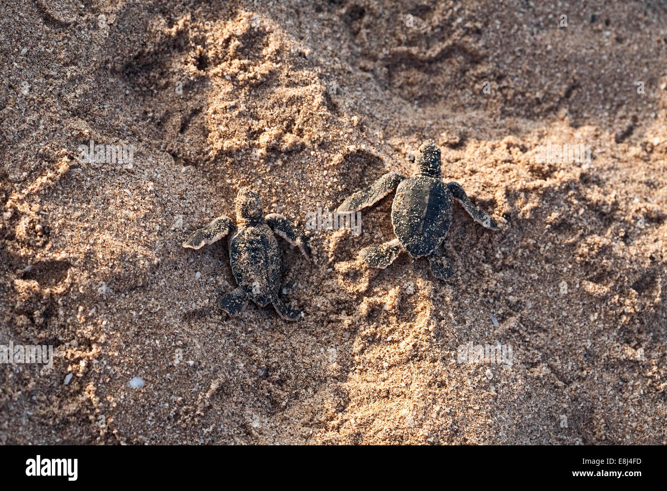 Young-Suppenschildkröte (Chelonia Mydas) am Strand, Oman Stockfoto