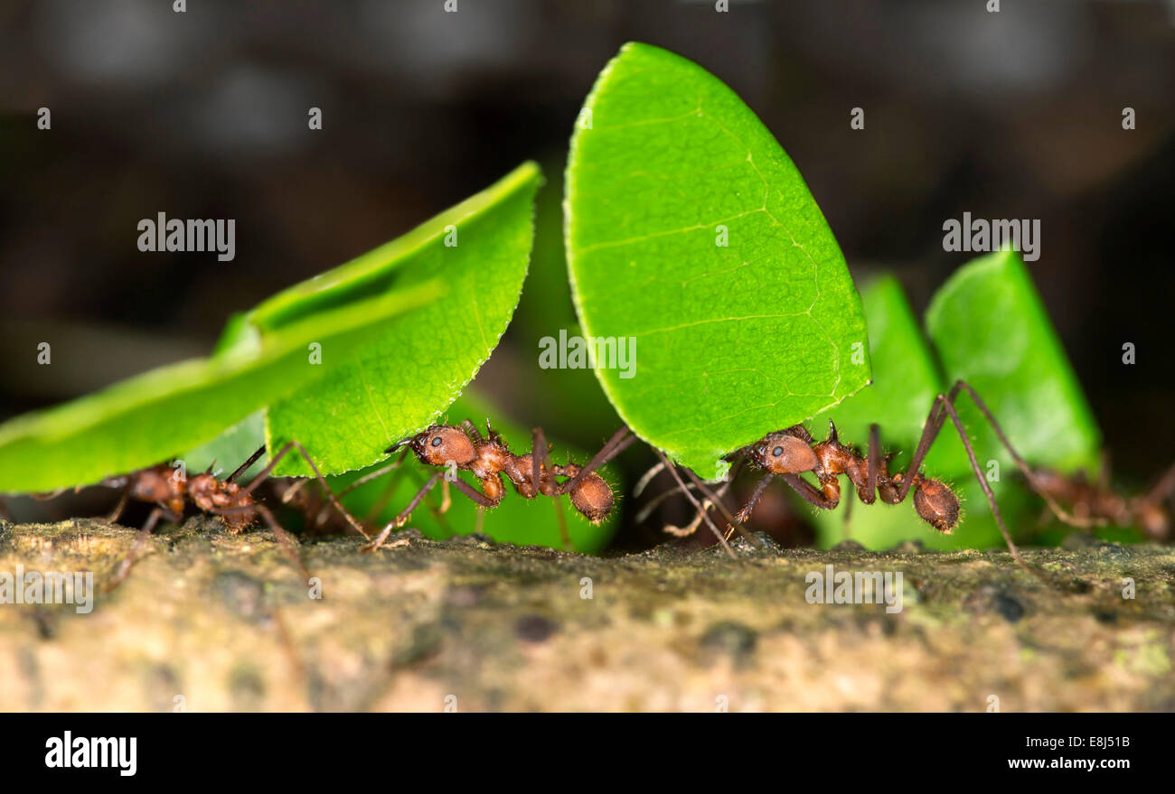 Arbeiter der Blattschneiderameisen (Atta Cephalotes) tragen Blattstücke in ihrem Nest, Tambopata Nature Reserve Stockfoto