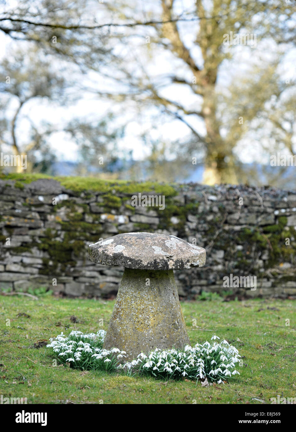 Schneeglöckchen (Galanthus Nivalis) rund um einen Staddle Stein in einem Cotswold Garten, Gloucestershire UK Stockfoto