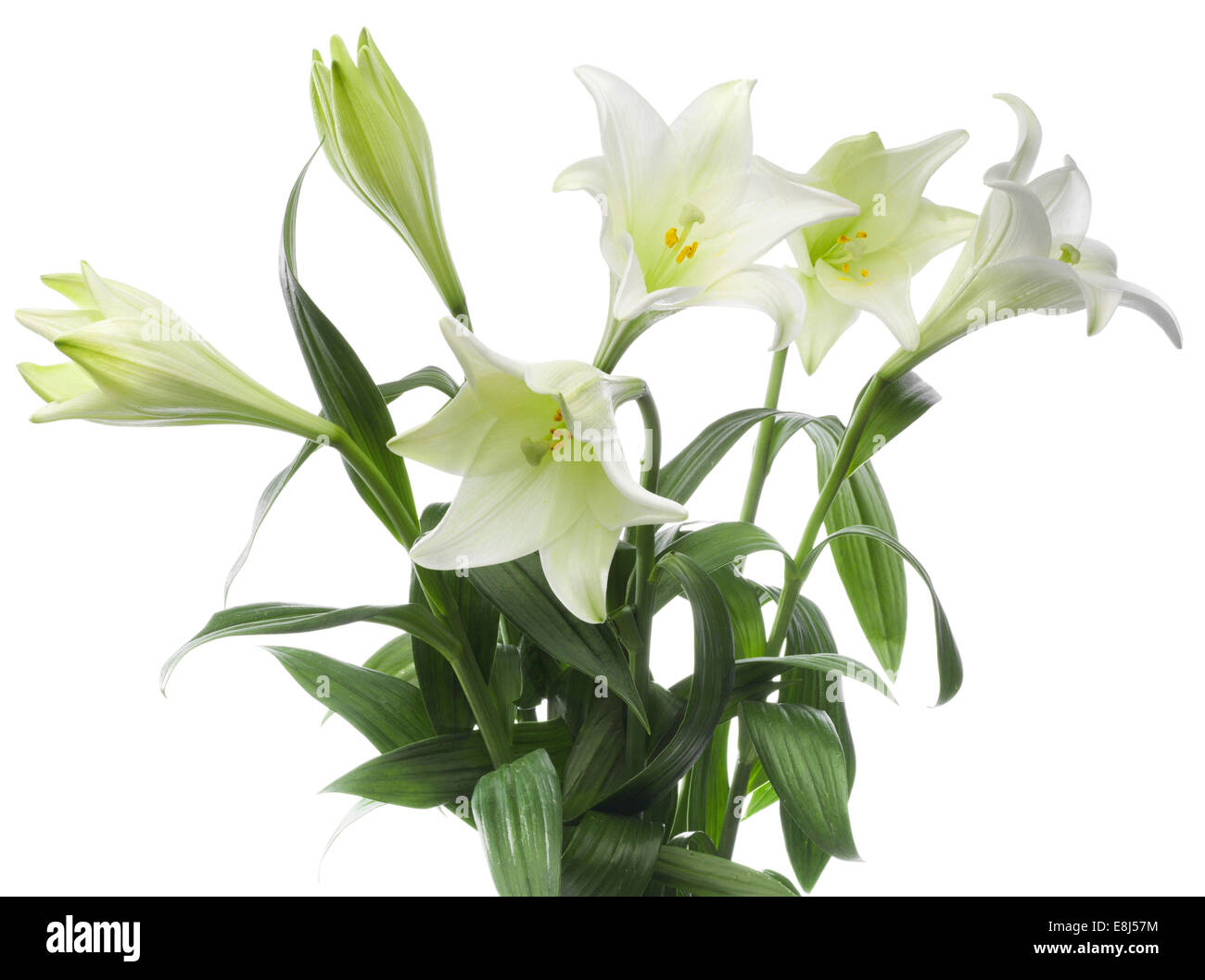 Ostern-Lilien (Lilium anmutende) Stockfoto