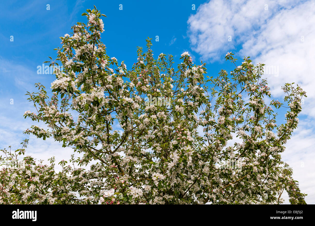 Ein alter Apfelbaum in voller Blüte im Frühling (Großbritannien) Stockfoto