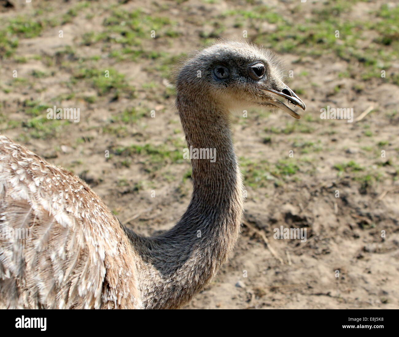 Darwins Rhea oder weniger Rhea (Rhea Pennata, Rhea Darwinii