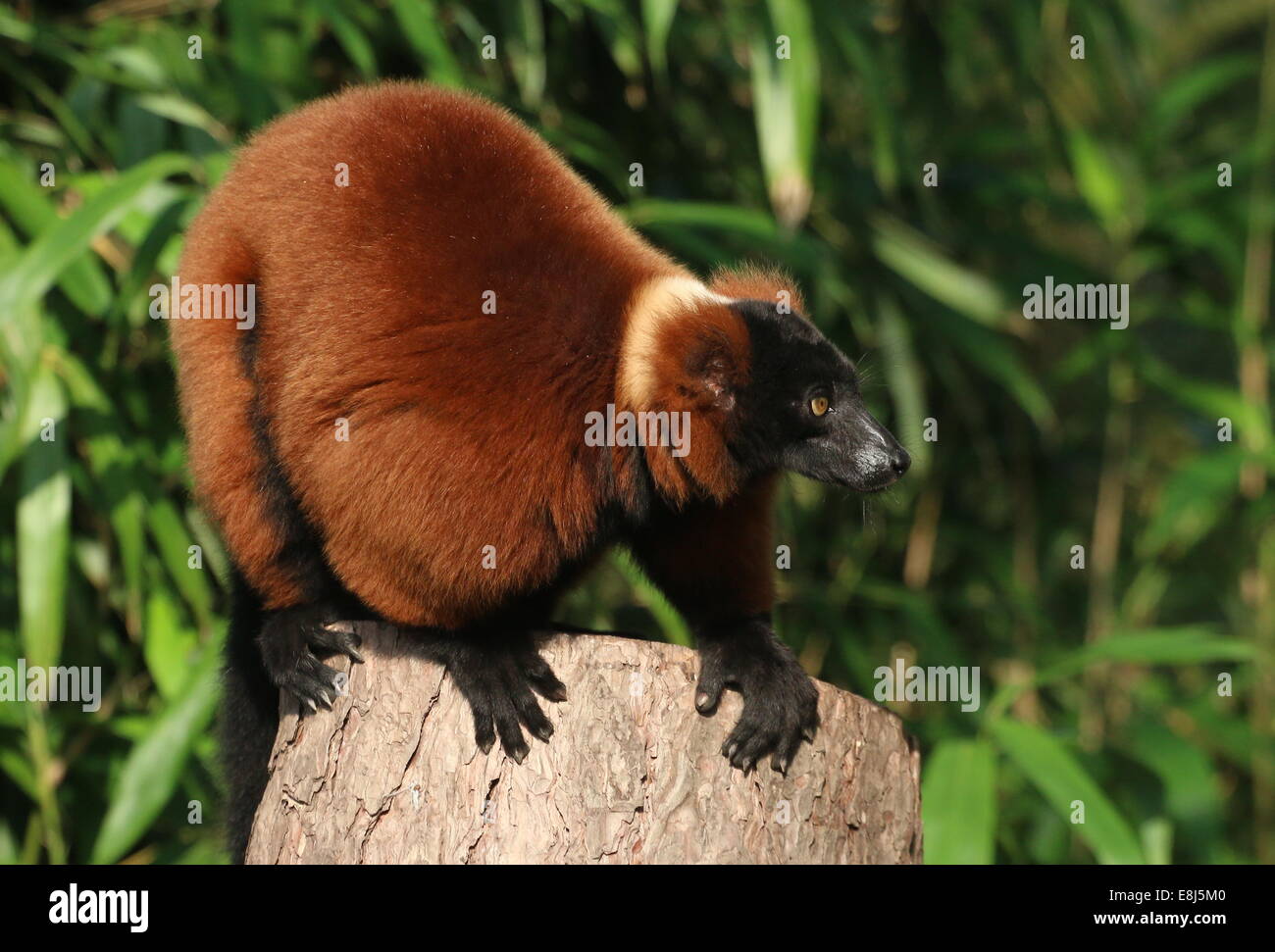Nahaufnahme von reifen roten Ruffed Lemuren ((Variegata) Varecia Rubra) Stockfoto