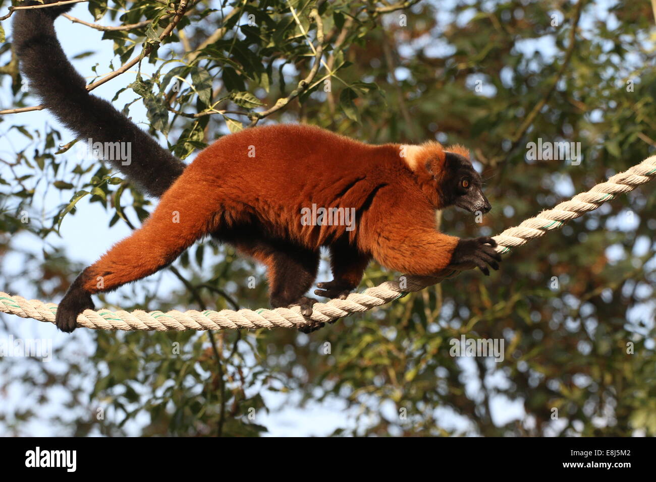 Eine Reife rote Ruffed Lemur ((Variegata) Varecia Rubra) Kreuzung zwischen Bäumen mit einem Seil in einem Zoo in Nahaufnahme Stockfoto