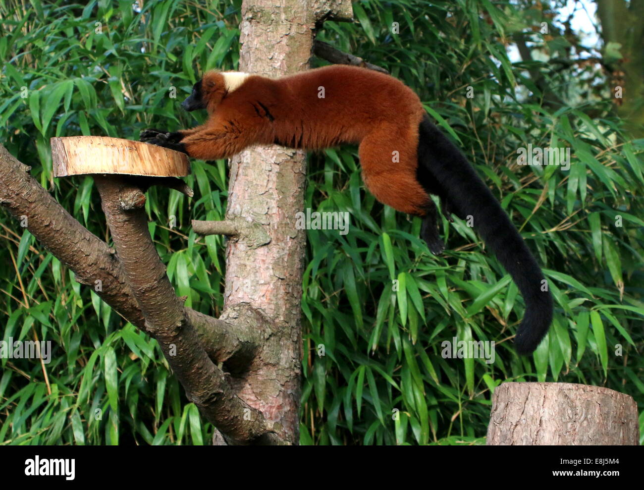 Aktion in Nahaufnahme eine Reife rote Ruffed Lemur ((Variegata) Varecia Rubra) springen Stockfoto